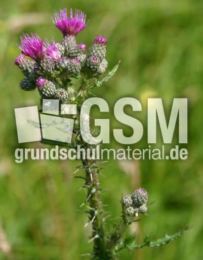 Acker-Kratzdistel-2.jpg